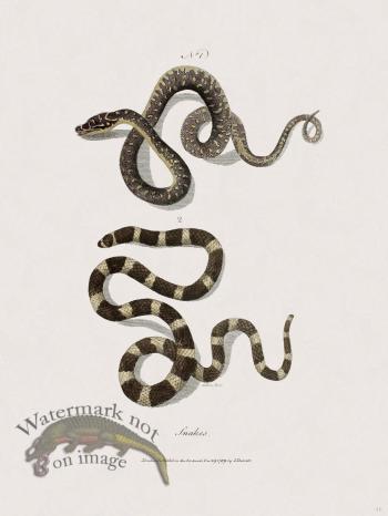 46 New Holland Caffowary